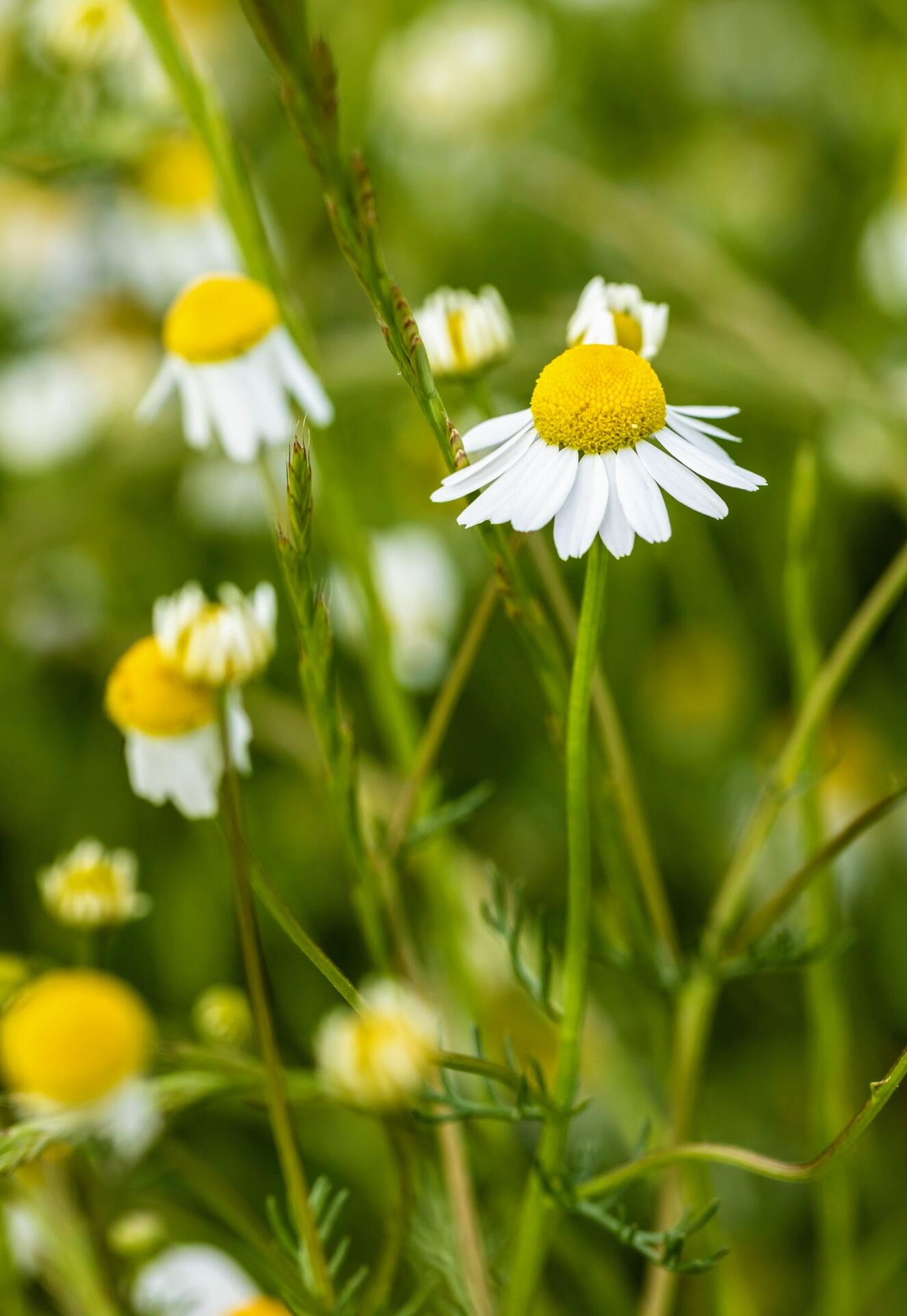<span class="ezstring-field">kl_chamomile_active-ingredient_field_plant_2019 -1- 367x460</span>